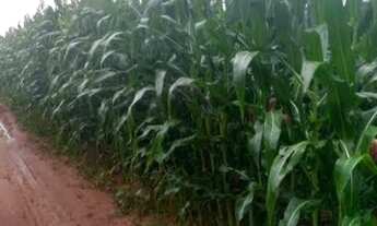 Imagem 3: CA- Linda Fazenda/Sítio/Chácara para venda em Sorocaba do Sul- SC