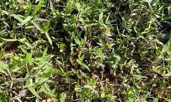 Imagem 6: 118777 CHÁCARA EM NOVA HARTZ COM TRÊS CASAS, AÇUDE, POMAR, ROÇA, HORTA E FIBRA ÓTICA