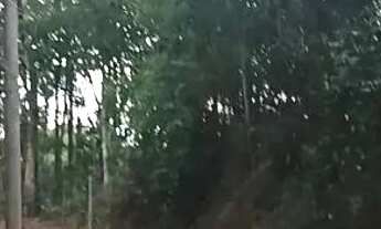 Imagem 3: Chácara 1000m com lagoa