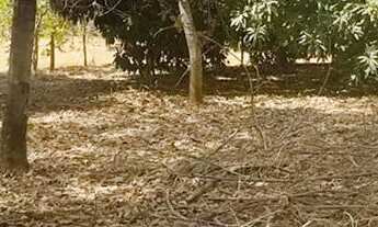 Imagem 4: Imóvel para venda tem 7000 metros quadrados com 3 quartos em Setor Central - Aragoiânia