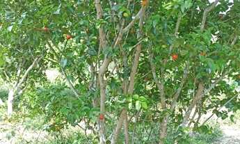 Imagem 2: Vendo Sítio na Estrada de Autazes