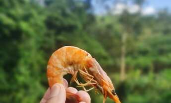 Imagem 3: Fazenda/Sítio/Chácara para aluguel com 80 metros quadrados com 2 quartos