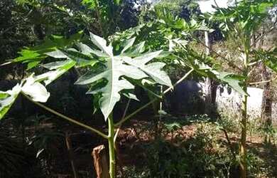 Imagem 5: Sítio Chácara com venda por R$420.000