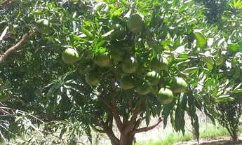 Imagem 6: Chácara completa