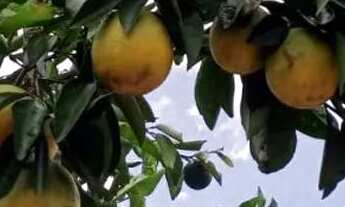 Imagem: Pra Vender rápido