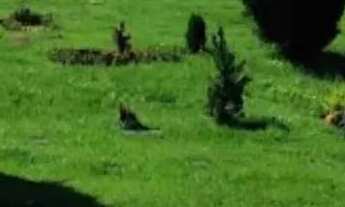 Imagem 2: Jazigo Terreno / lote com venda por R$25.000