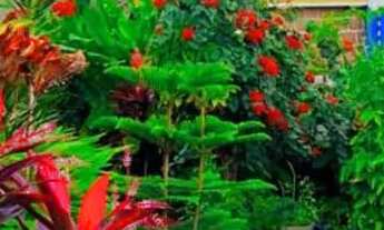 Imagem 2: Aluguel Casa com 5 dormitórios