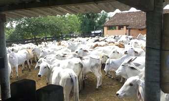 Imagem 2: Fazenda Agropecuária a Venda com 52 Alqueires mineiros