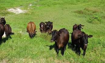 Imagem 2: R$ 3 milhões 50 alqueires fazenda pronta no Pará faltando um dono