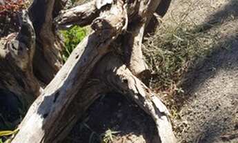 Imagem 5: Terreno 2.341m2 em Jarinu R$ 75.000,00 a vista