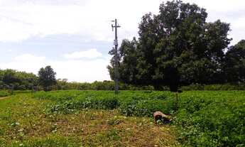 Imagem 5: Fazenda com 530 hectares em Campo Maior -Piauí, terra para lavoura, excelente solo!