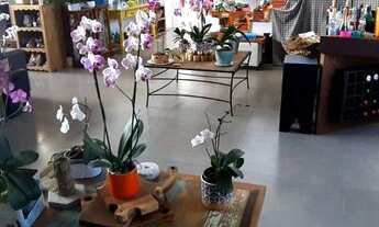 Imagem 7: Oportunidade! Casa em condomínio com 4 dormitórios a venda no Ratones - Florianópolis - SC