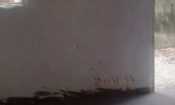 Imagem 3: CASA DE PRAIA EM MARACAIPE