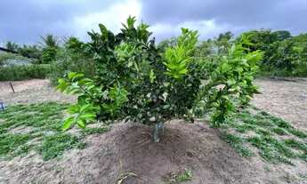 Imagem 4: ÁREA EM SÃO GONÇALO - 3520 m²