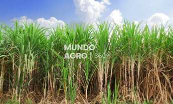 Imagem: 14.81 Alqueires com 12.5 em cana - 84,4