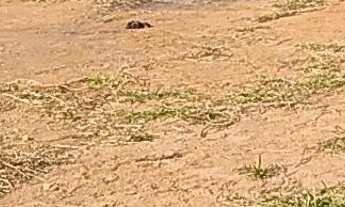 Imagem 3: Terreno chacara Chácara com venda por R$47.000