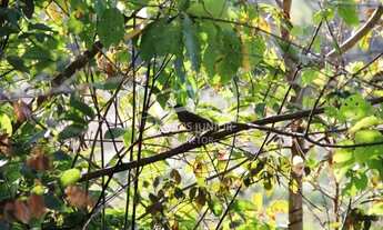 Imagem 7: Maravilhoso sítio na estrada da produção a 12 km de Moc todo formado