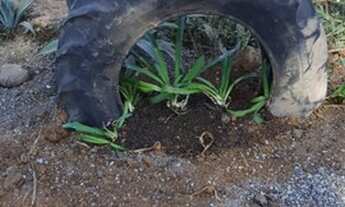 Imagem 7: Terreno 2.341m2 em Jarinu R$ 75.000,00 a vista