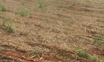 Imagem 7: Fazenda em santa vitória 37 alqueirão 11.840.000.00 ( ja - ali