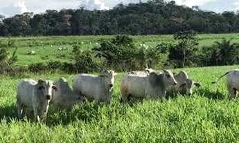 Imagem 2: CA- Linda Fazenda/Sítio/Chácara para venda em Sorocaba do Sul- SC