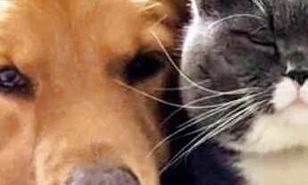 Imagem 2: Aluguel de quartos individuais com contas e mobília inclusas