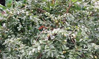 Imagem 5: Sítio em Alameda dos Cedros - Condomínio Nossa Fazenda - Esmeraldas/MG