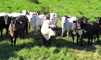 Imagem: R$ 3 milhões 50 alqueires fazenda pronta
