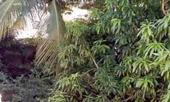 Imagem 6: Pedra de Guaratiba-Centro-225m-Terreno-Junto à praça