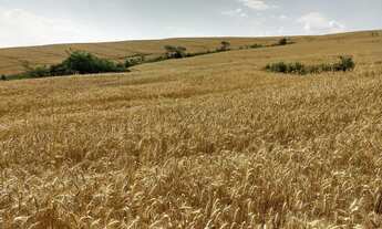 Imagem 3: Fazenda Carolina