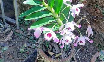 Imagem 3: Casa de condomínio para venda com 100 m² com 3 quartos na Colônia Alpina - Teresópolis