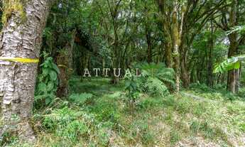 Imagem 3: CANELA - Terreno Padrão - Pinheiro Grosso