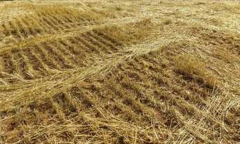 Imagem 7: Fazenda Carolina