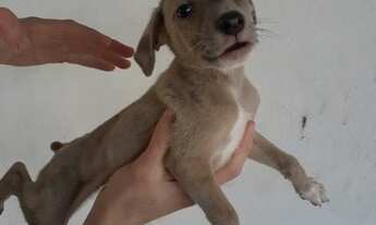 Imagem: Adoção responsável de cães filhotes