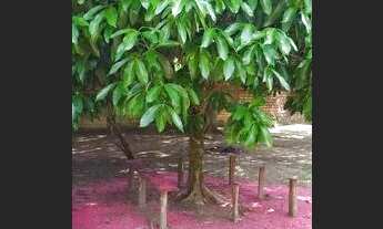 Imagem 7: Alugo casa em Mosqueiro