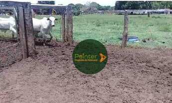 Imagem 6: Fazenda à venda, 10890000 m² por R$ 170.000.000 - Centro - Pium/TO