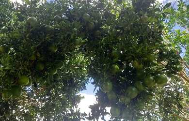 Imagem 3: Chácara completa