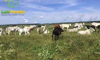 Imagem 5: FAZENDA À VENDA EM CORGUINHO - MS - 1.063 HECTARES (DUPLA APTIDÃO