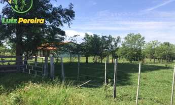 Imagem 6: FAZENDA À VENDA EM CORGUINHO - MS - 1.063 HECTARES (DUPLA APTIDÃO