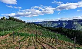 Imagem 3: Área de terras com 6,4 hectares, dos quais 3,0 hectares com videiras