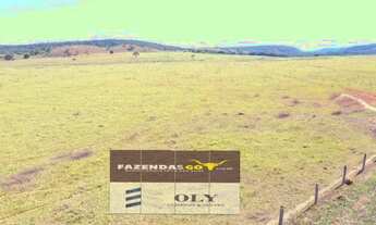 Imagem 3: Fazenda Impecável em Uruaçu ! 203 Alqueires ! Oportunidade !