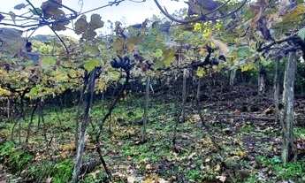 Imagem 7: Área de terra com 14,8 hectares, com casa ampla, sendo 1,59 hectares de videiras