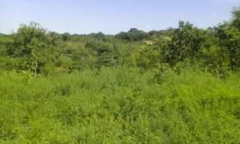 Imagem 5: Fazenda região do chumbo