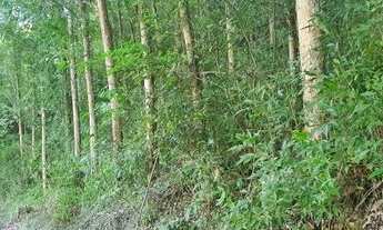 Imagem 5: Área de terra com 14,8 hectares, com casa ampla, sendo 1,59 hectares de videiras
