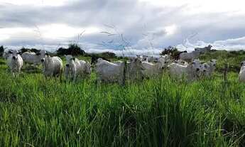 Imagem 2: Fazenda 78 Alqueires