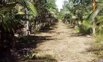 Imagem 7: Lindo Sítio prox.a castanhal