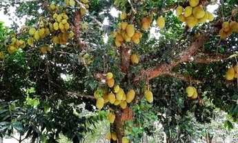 Imagem 6: Vende-se esta casa