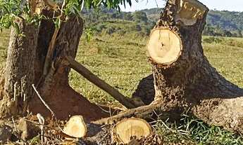 Imagem 5: 45 Alqueires de Cultura próximo a Ouro Verde de Goiás