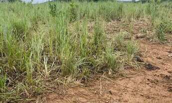 Imagem 7: Fazenda 1.500 hect em Acorizal MT. 600hect formados 15 milhões