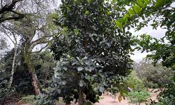 Imagem 4: VENDE SE OU TROCA ESSE SÍTIO EM CAJURU SÃO PAULO