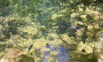 Imagem 3: Fazenda com 80 Alqueires em Niquelândia/GO